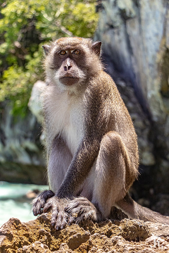 Mono posando en islas Phi Phi, Tailandia