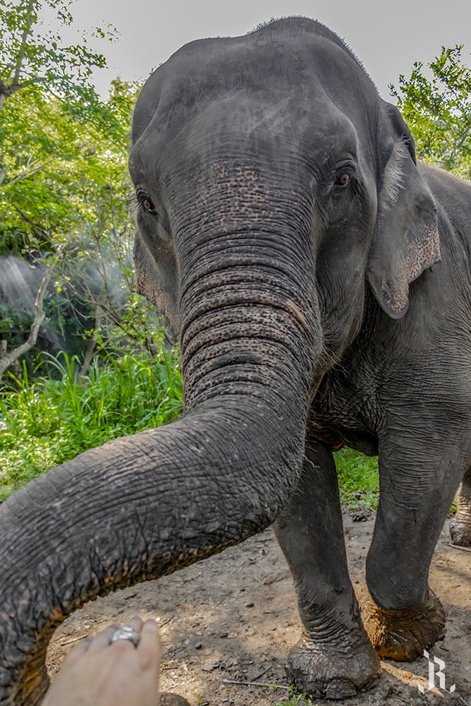 Santuario de elefantes en Chiang Rai, Tailandia