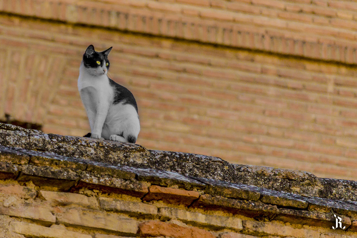 Gato callejero en Teruel