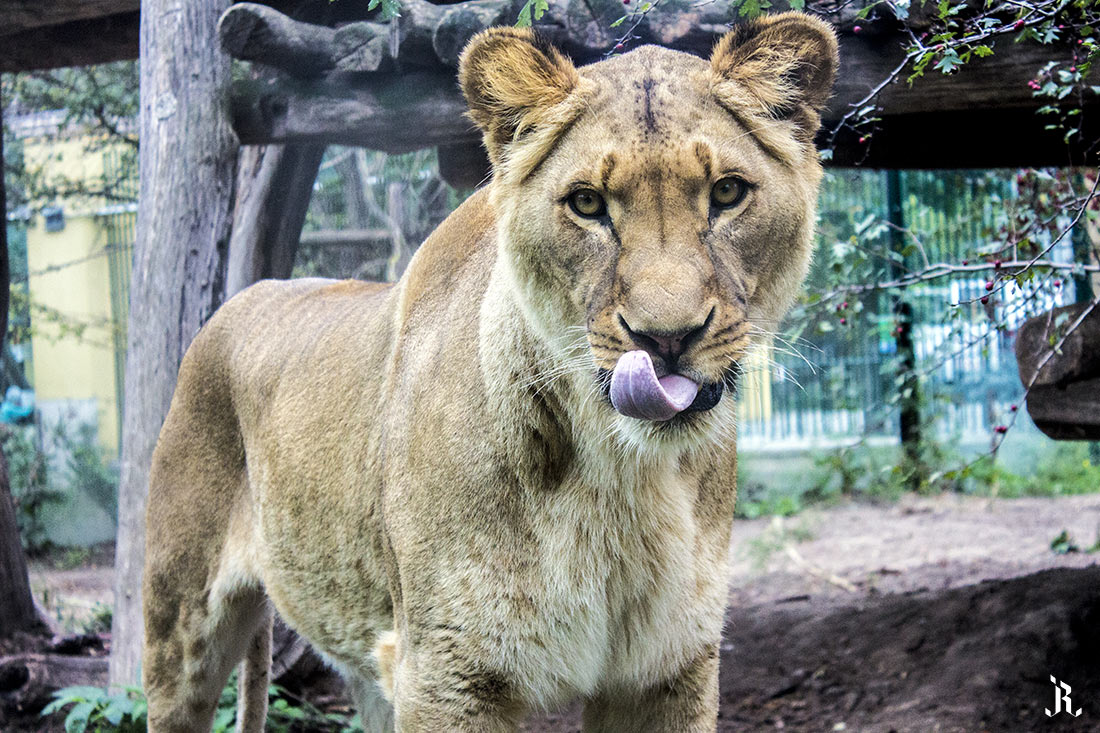 León en Zoo de Viena