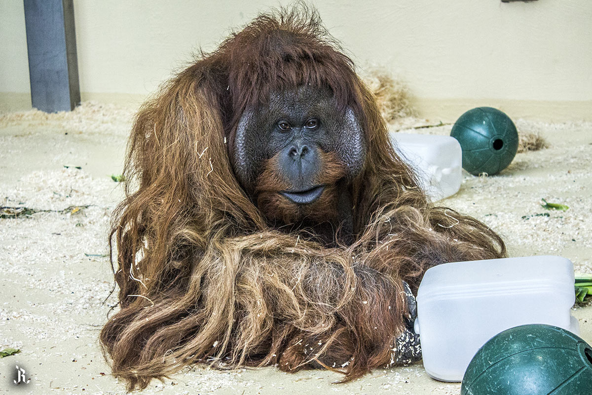 Orangután en Zoo de Viena
