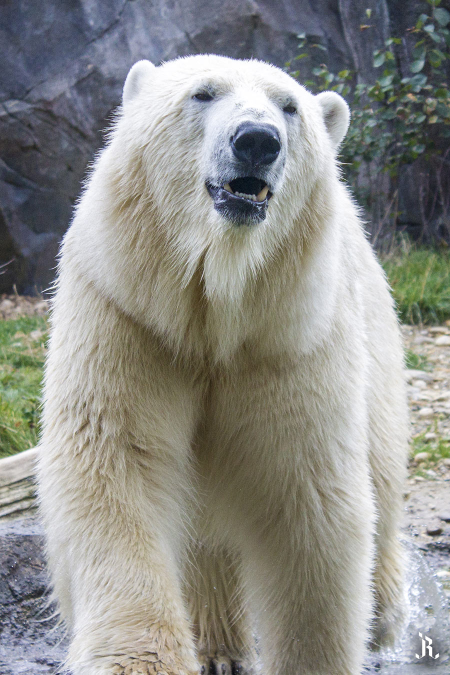 Oso Polar en zoo de Viena