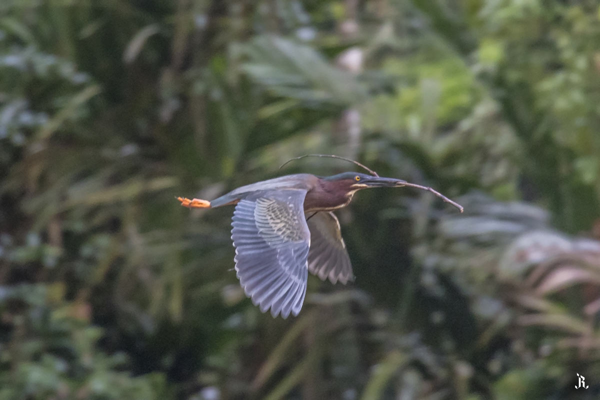 Pájaro portando una rama en selva de Costa rica